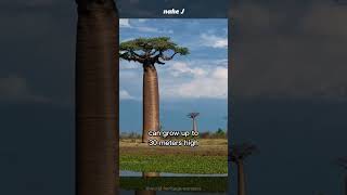 The Baobab Tree. #shorts #shortsvideo #youtubeshorts