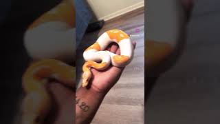 Pied lavender albino! We’re living the dream #dreamsicle #ballpython #piedballpython #snake