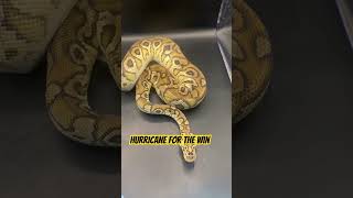 🌀 for the win #viralvideo #explore #ballpython #fypシ゚viral #python #snake