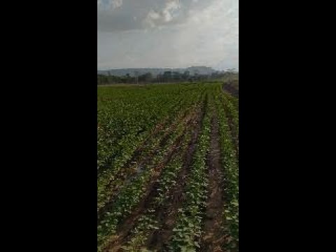 "FAZENDA DOS SONHOS EM BALSAS - MA"