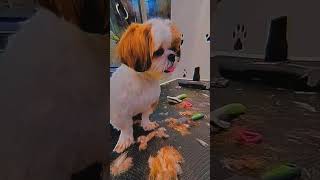 so cute puppy 🥰🐾👁️‍🗨️👁️‍🗨️ #artist #dog_features