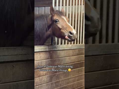 Never a dull day at the stable with a chestnut mare, the orange cat of horses 🤪 #chestnutmare