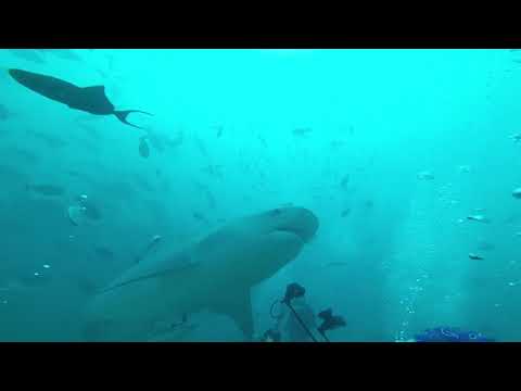 Gone Diving #fiji2018