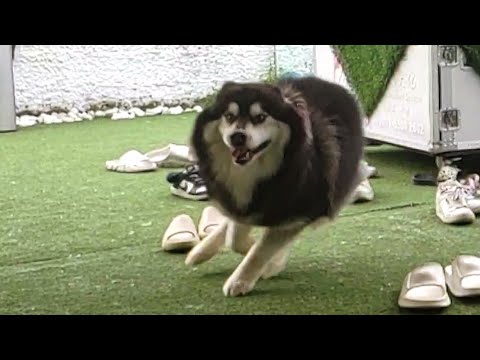 Beware, humans! Huskies on the loose!