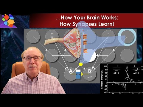 How Synapses Learn!  It’s More Interesting Than You Think