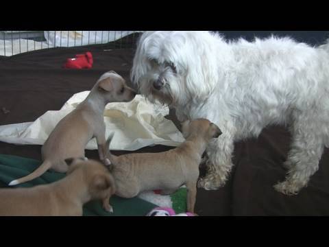 Chihuahua Puppies and William (in HD)
