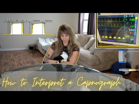 Vet Med: How to Interpret a Capnograph