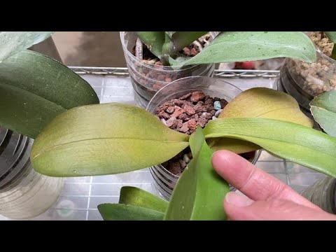 Phalaenopsis Orchids Face Major Challenges in Cold Weather #orchid