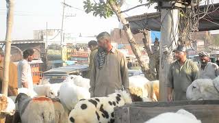 Copyright-Free - Stock Footage : Goat Market Pakistan EId ul Adha