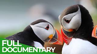 Wild Wales -  Fantastic Creatures of the Celtic Lands | Free Documentary Nature