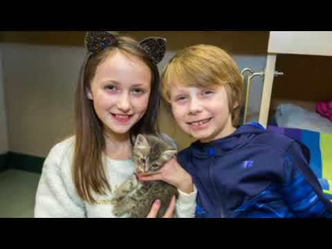 Dakin Humane Society’s Kitten Pop Up