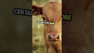About Animals || Cuddlycloud || Fun Learning || #kids #shorts