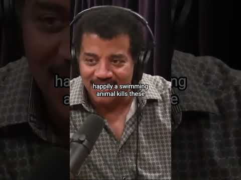 Neil deGrasse Tyson explains the birth of microscopy