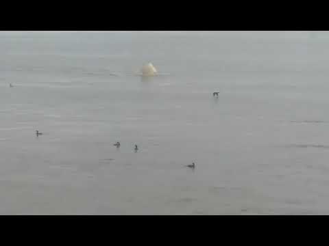 20180501_162828.mp4