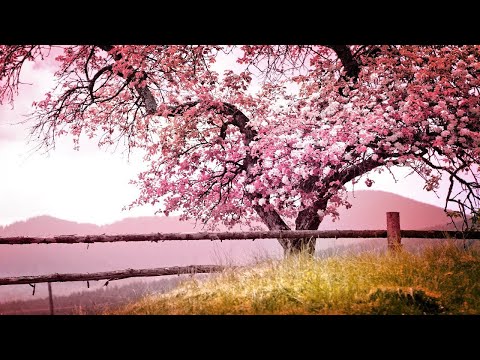 Relaxing Piano Music: Romantic Music, Beautiful Relaxing Music, Sleep Music, Stress Relief ★122