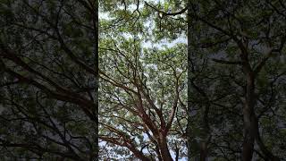 colour Grading #reelsindia #reelkarofeelkaro #colorgrading #tutorialreel #viralreels #beast #tamil