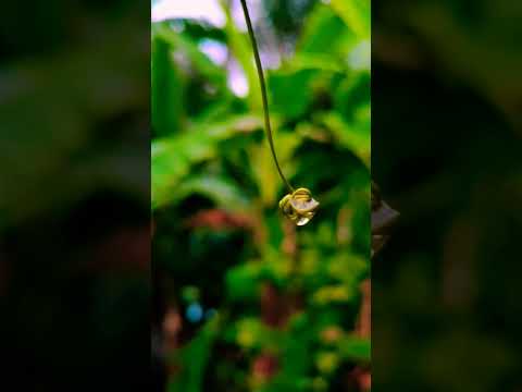 #nature