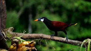 (AiBLE-C) Music Visualization to a song from John Denver's Wildlife Concert