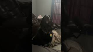 Pets in danger! #animalrightsprotectionlaws