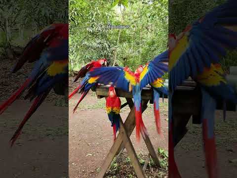 Before going to Central America, Honduras was...