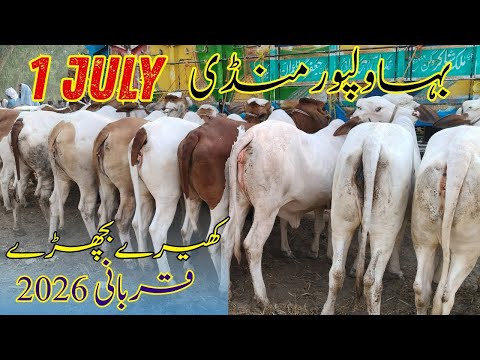 Bahawalpur Mandi Latest Rates! Cattle Farming Goldmine #bahawalpurmandi