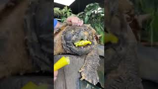 This alligator snapping turtle could bite your finger all at once🐢
