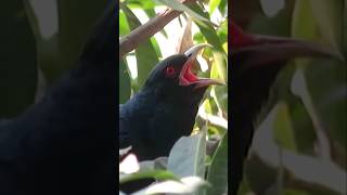 Asian Koel Bird Sound #shorts