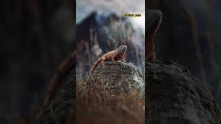 Creating a Realistic Lizard Animation in Blender 3DStepbyStep Tutorial#BlenderAnimation#LizardAnimat