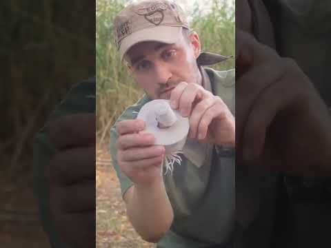 #bushcraft #survival #trending #subscribe