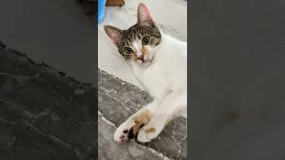 Some privacy please! #cute #cuteanimal #cutecat #funnycats