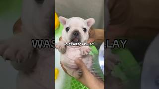 WASH MY BELLAY