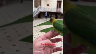 #amazing #lovebirds #lovebirdmania #lovebird #papağan #papagei #parrots #попугай #colourfulbirds