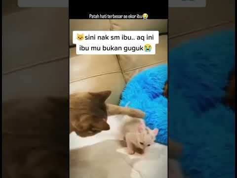 Resiko pakai pengasuh😂#kucinglucu #kucingviralshorts #guguk #memesvideo #videolucibikinngakak