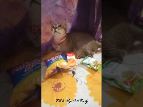 Thami hiding some snacks 🤩🤭💖  #snacks #cute #funnyvideo #catlover