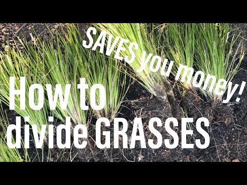 How to divide your grasses and save you money!