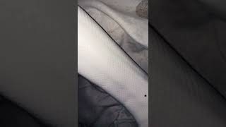 🐍🤍#snake #viralvideo #foryou #reptiles #animals #fypシ#piedballpython