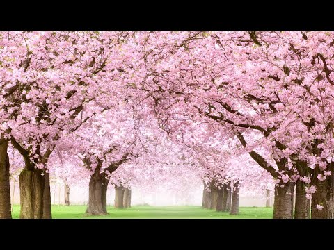 Peaceful music, Beautiful music, Instrumental music "Golden Spring" by Tim Janis