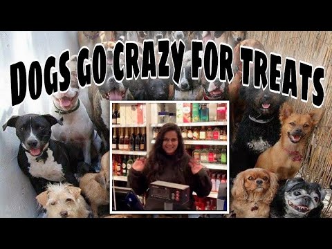Dogs And Treats | Cute Dogs
