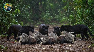 South Asia Wildlife | Black Panthers | Malayan Porcupines | Rainforest Predator & Prey