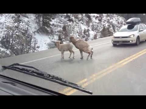 Mountain Sheep invade road in Jasper National Park