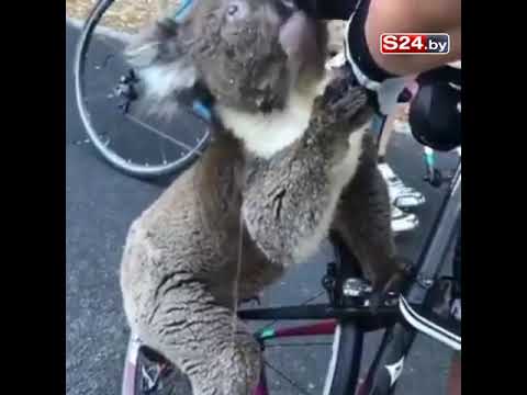 Redder koala med en flaske vann
