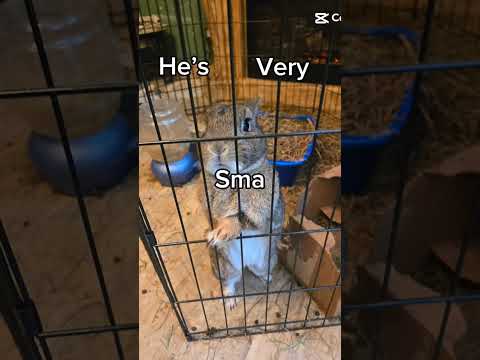 His name is ✨️Birch✨️ #bunny #rabbit #pets #cute #funny