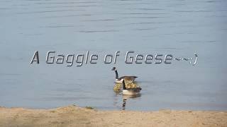 A Gaggle of Geese