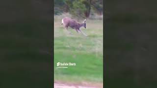 Deer zoomies!Deer |l @SASA-PGM468  || #shorts #viral #trending #deer