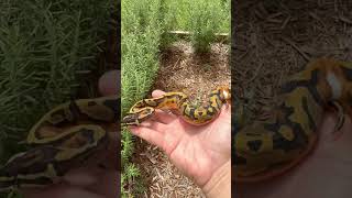 Carnage Pied. #petsnake #reptiles #ballpythonmorph #piebaldballpython #animals #piedballpython #wild