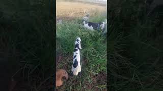 ASAD FUNNIES MOMENT 😅😂BEST CHEAP GOATS FOR SALE #goat #beetalgoat #babyanimals #themountaingoats