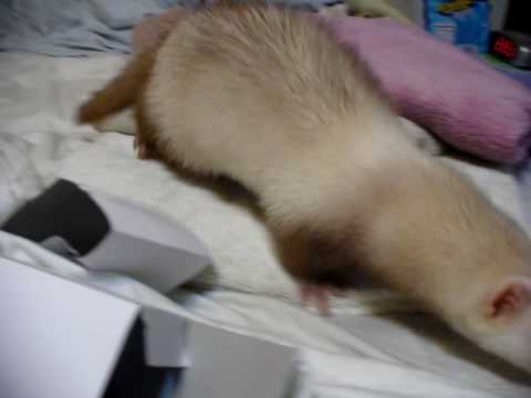 Ferret Playtime