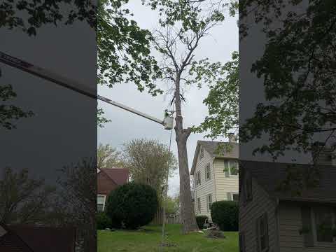 Topping out dead Ash with backlean #arborist #chainsaw #lumberjack #axe #firewood #logging