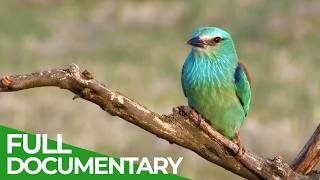 Birds of Spain - A Paradise Between Two Worlds | Free Documentary Nature