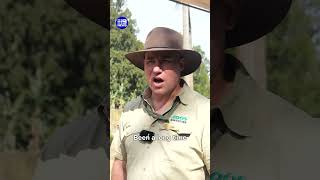 Baby giraffe makes big zoo debut | 9 News Australia